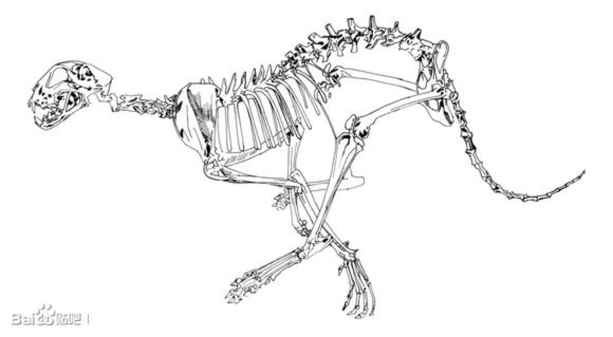 猫科动物骨骼结构图图片