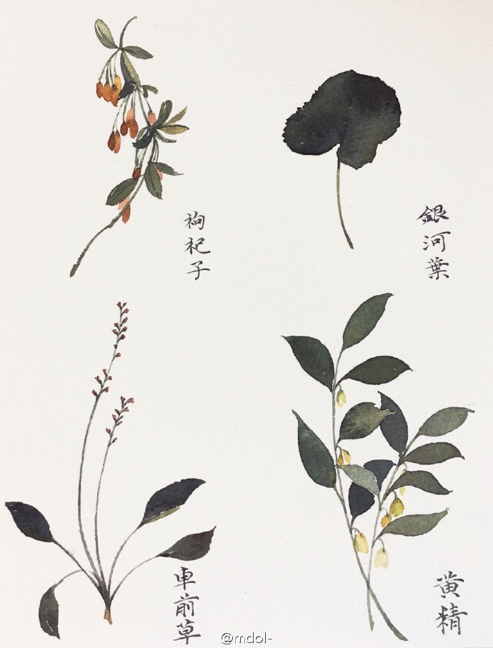 本草小集合.#每日一水彩##水彩##水彩花卉