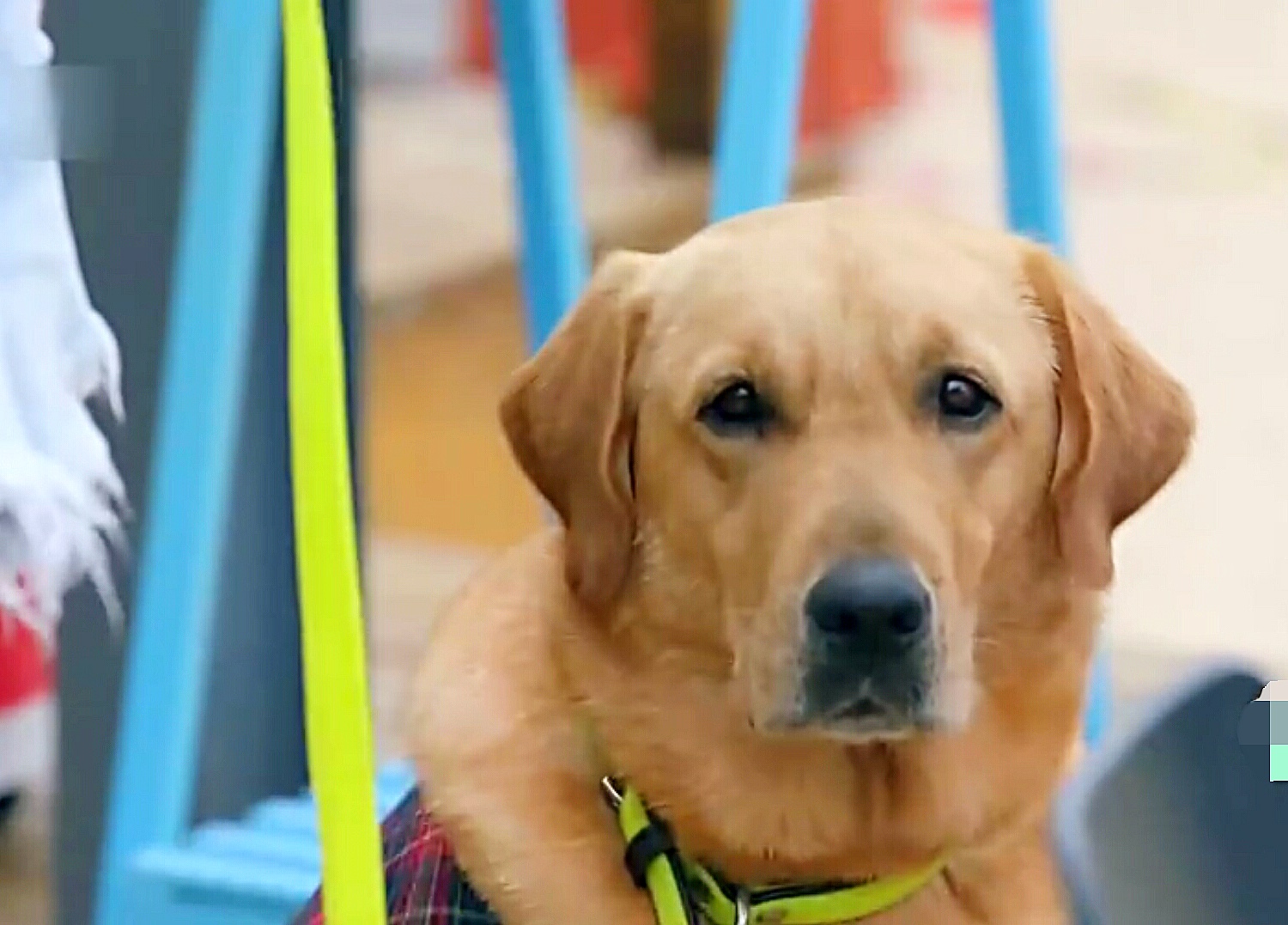 神犬小七饭桶图片图片