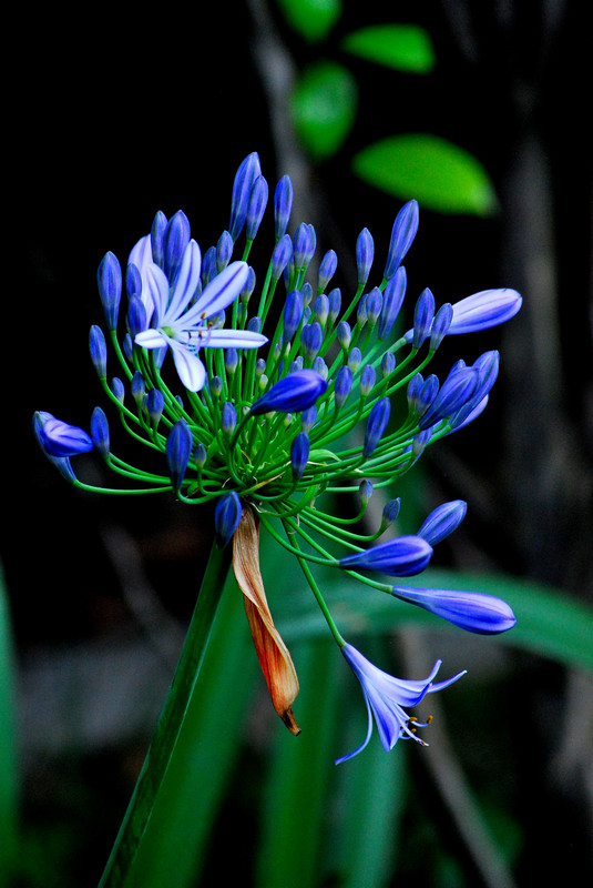 百子莲(学名:agapanthus)又名:紫君子兰,蓝花君子兰,为石蒜科百子莲属