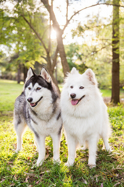 哈士奇和萨摩耶