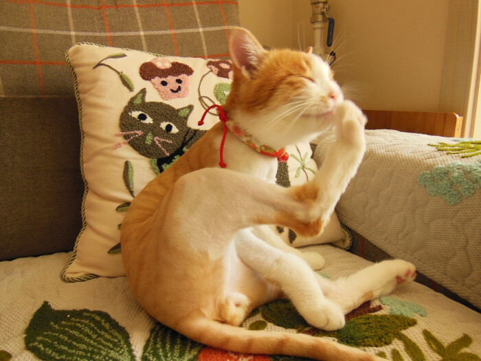 猫咪的各种姿势
