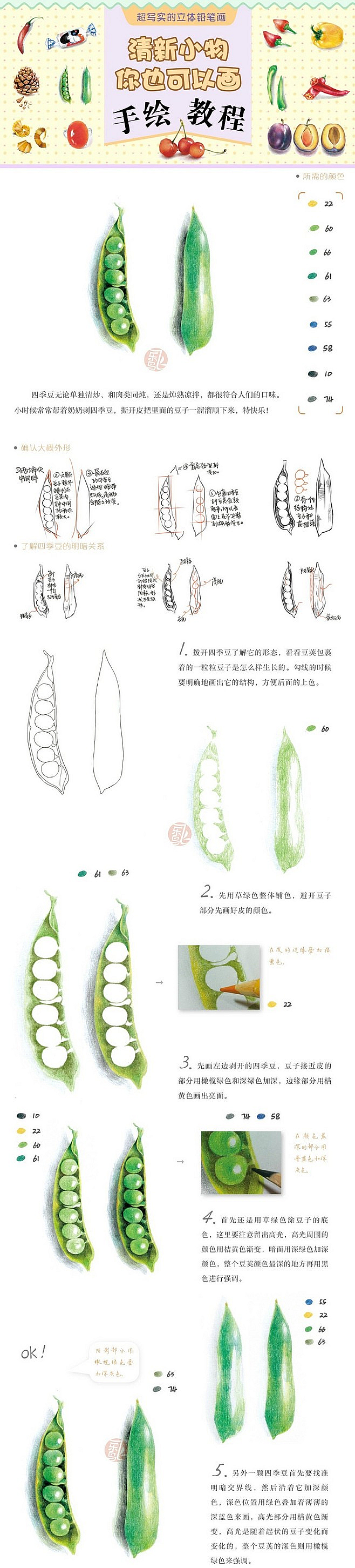 四季豆生长过程简笔画图片
