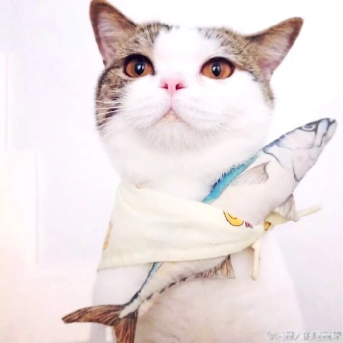 猫咪头像