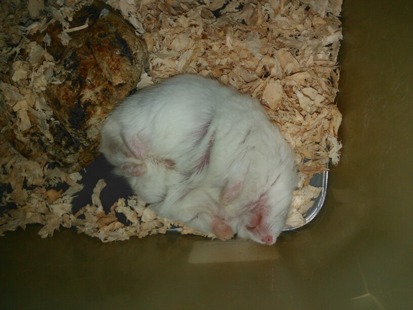 仓鼠睡觉表情包图片
