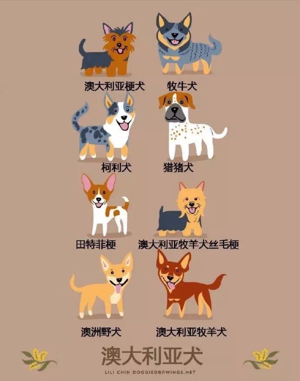 狗的种类