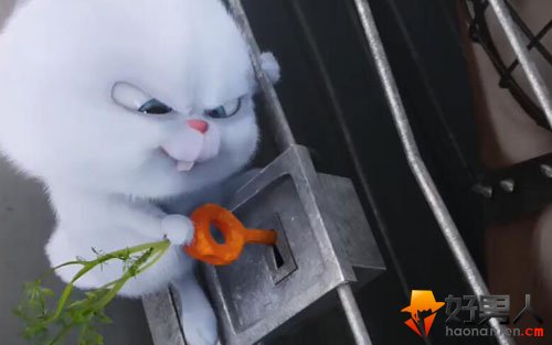 snowball兔子高清壁纸图片