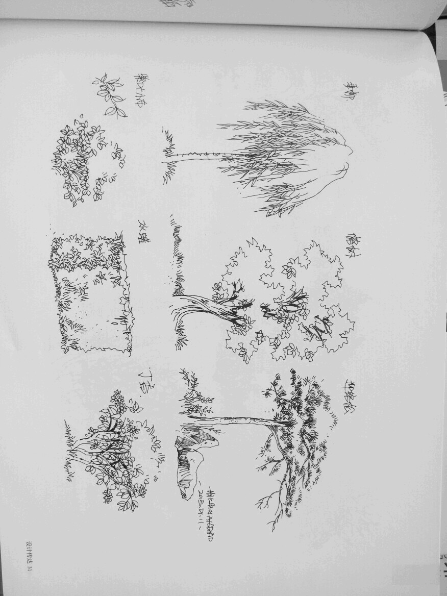建筑手绘 植物