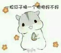 小仓鼠美女搬起来表情砖表情包图图片