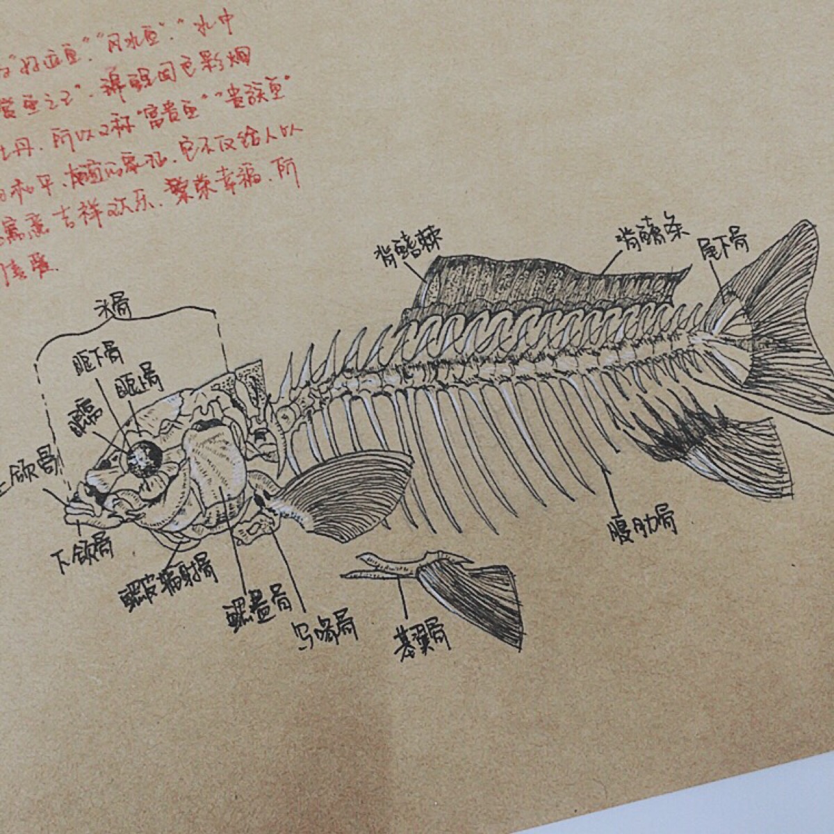 鱼骨素描画法图片