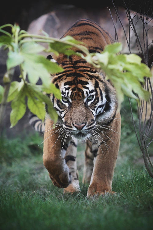tiger,老虎,猫科动物