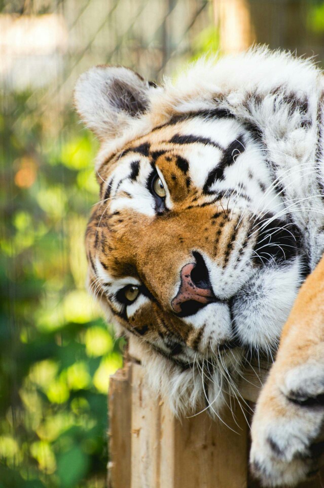 老虎,猫科,动物,tiger