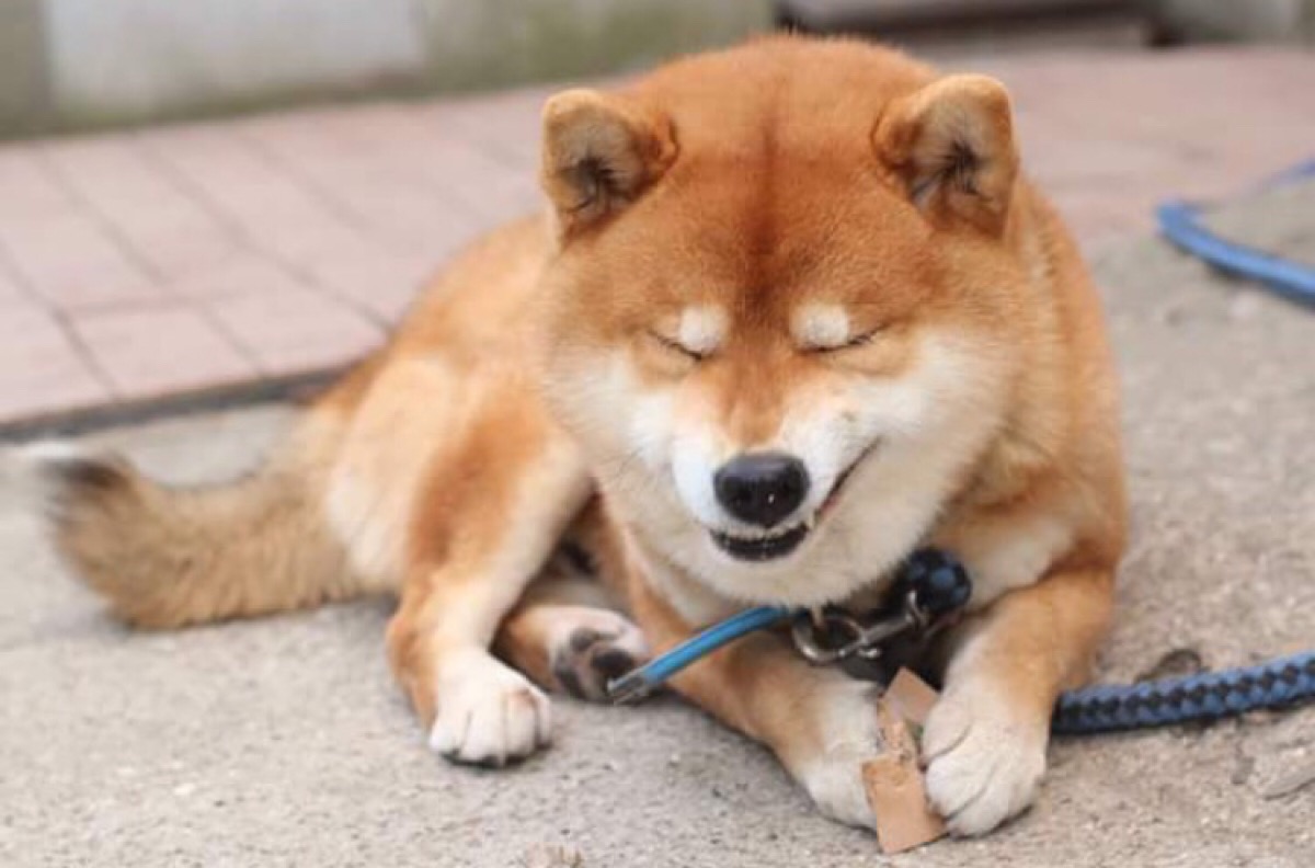 柴犬ins:ryuji513
