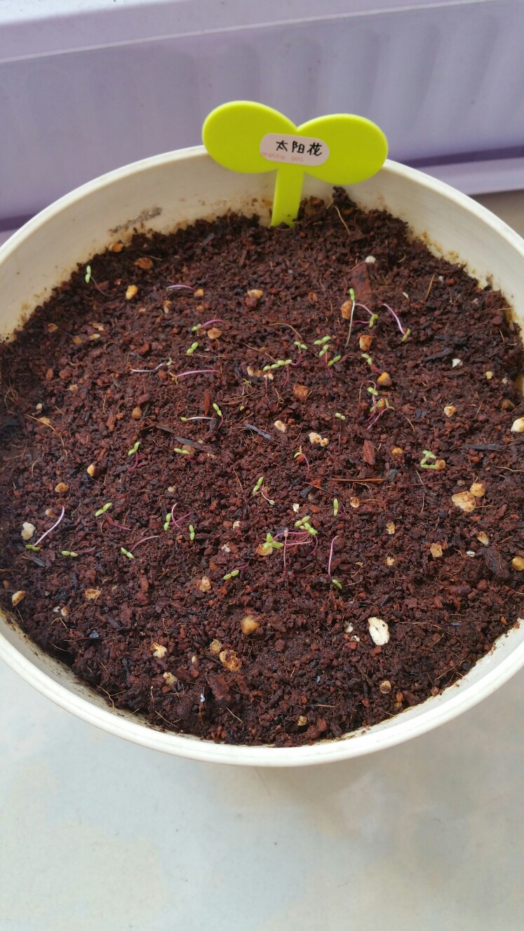 很容易发芽的重瓣太阳花～希望能长大