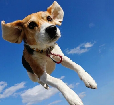 比格犬:这是自由的感觉,这是飞翔的感觉