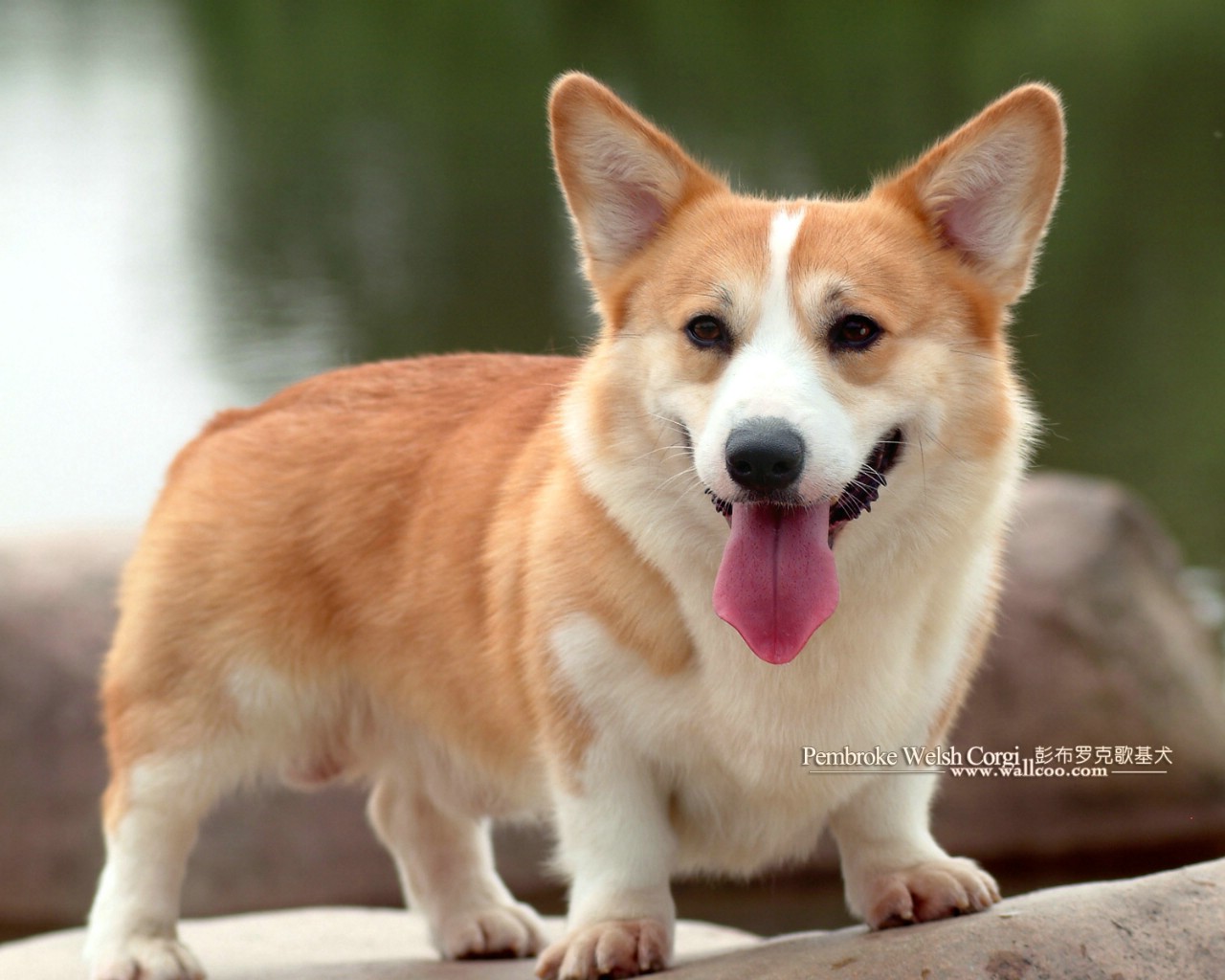 柯基犬品种图片大全图片