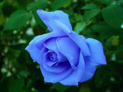 蓝色妖姬,它并不是真正的蓝玫瑰,用一种对人体无害的染色剂和助染剂调