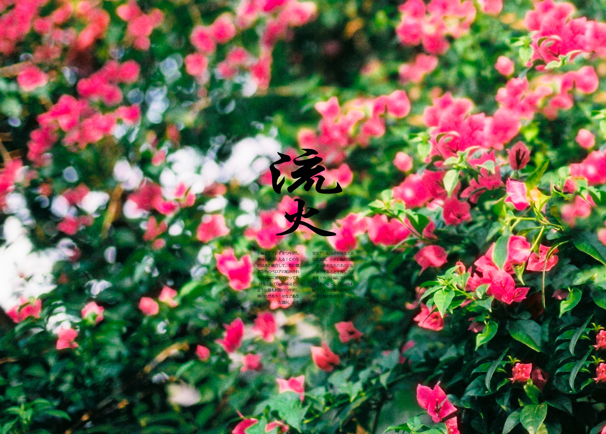 【流火】七月流火,八月未央.摄影师:@木木ophelia