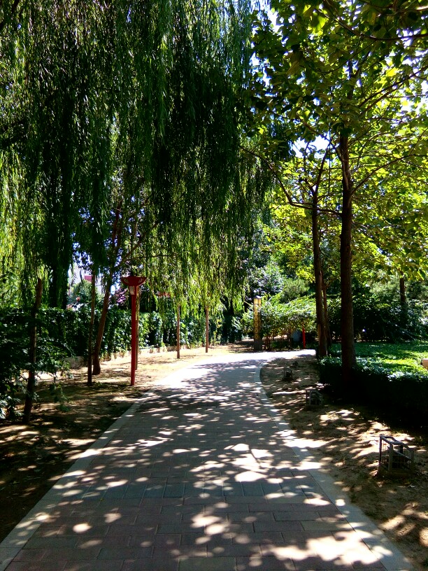 林荫小路