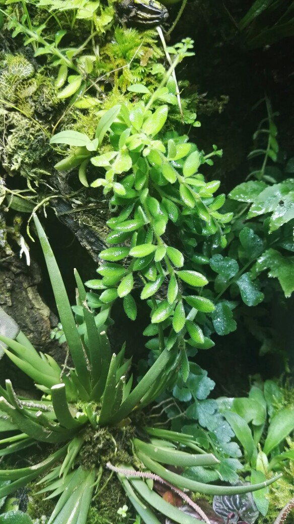 小芒毛苣苔 台湾香兰