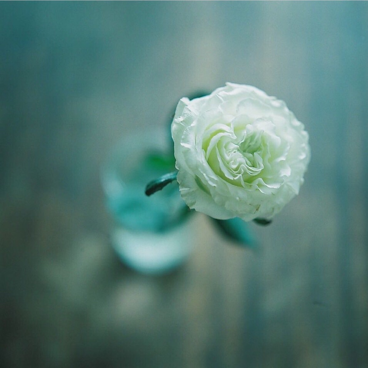 白玫瑰花图片头像图片