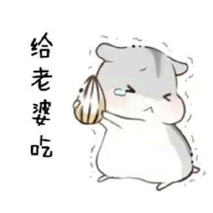 9:41   关注    【给老婆吃】【软萌仓鼠表情包】仓鼠 抱瓜子 可爱 萌