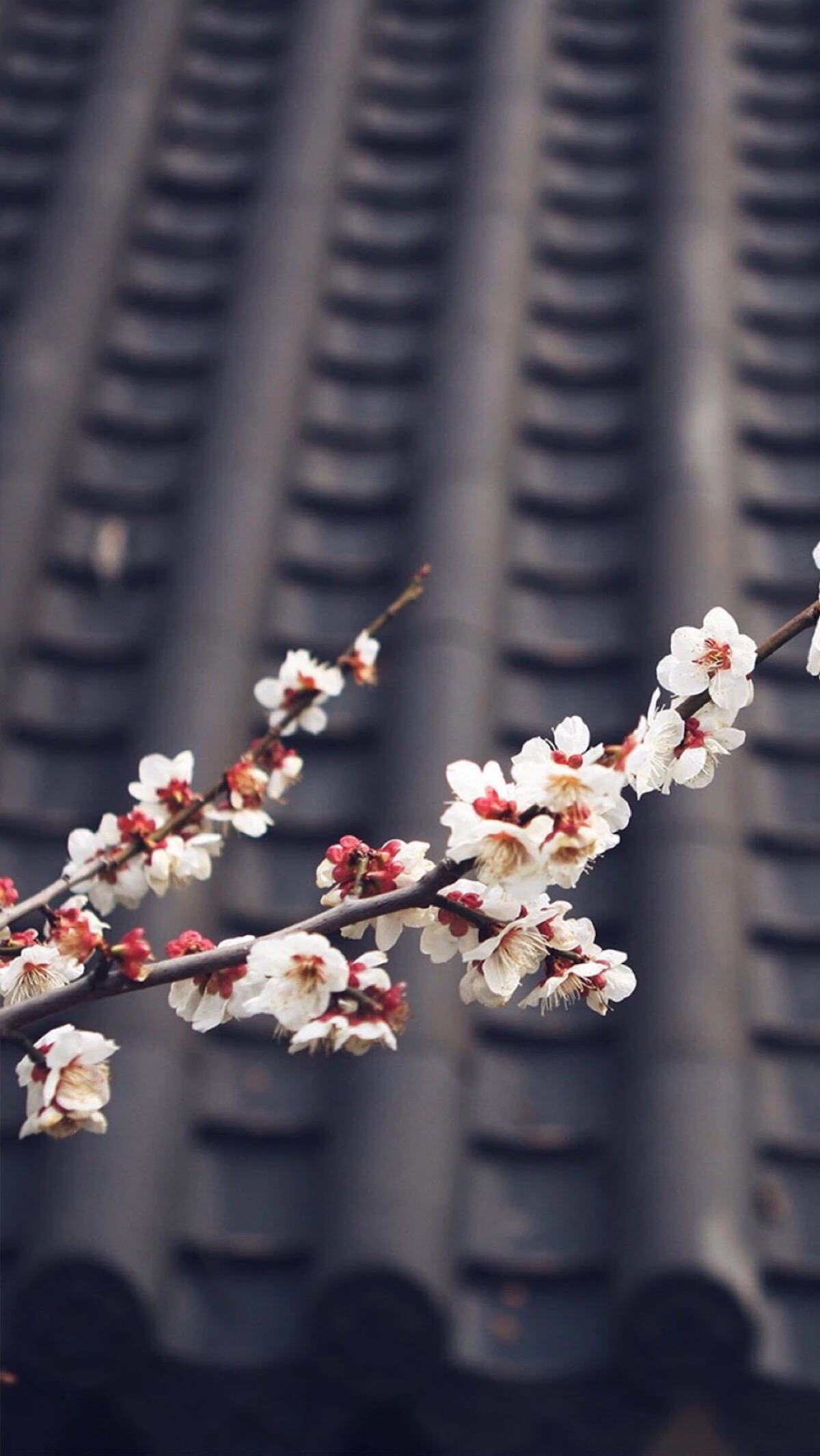 古风,樱花壁纸