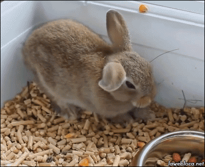 兔子动图吃菜图片