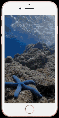 鱼缸 海洋 海星 海岩 海底 动态 锁屏 livephoto 动图 壁纸