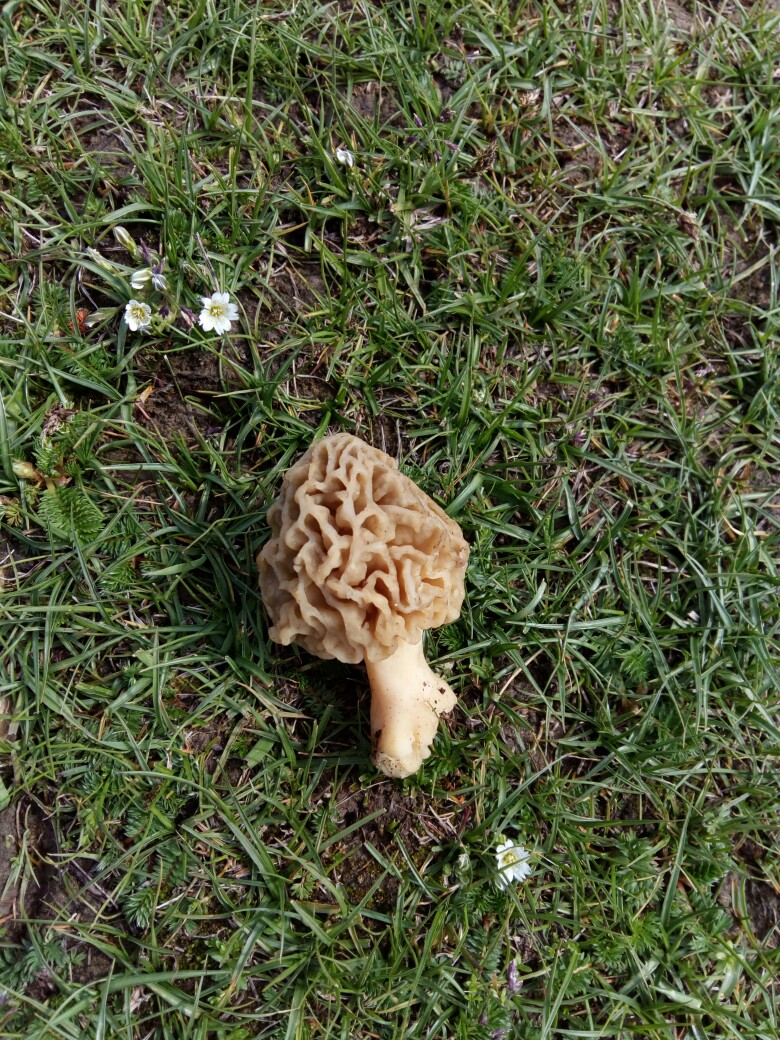 百闻不如一见的狼肚菌,可惜没有口福.