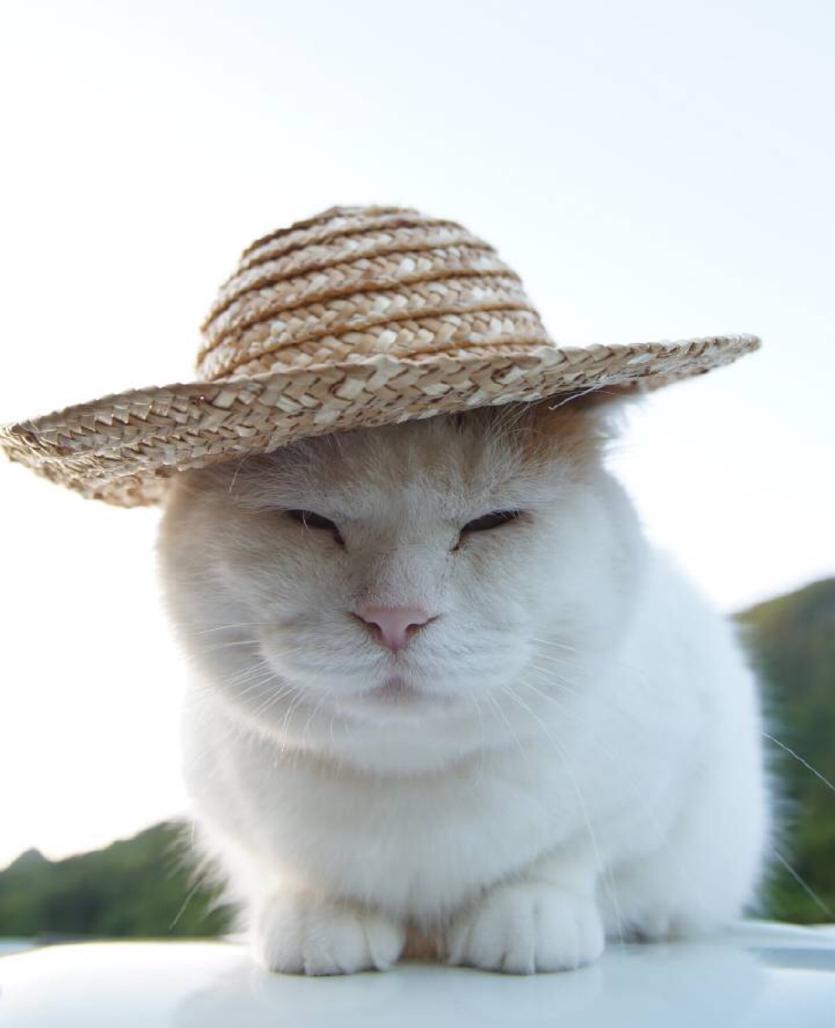 猫叔带上草帽就变成猫农了!