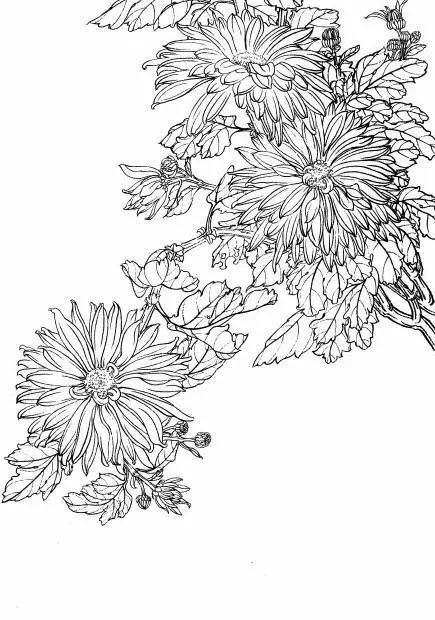 【国画技法:白描菊花】工笔白描就是完全用墨的线条来描绘对象,不涂图片