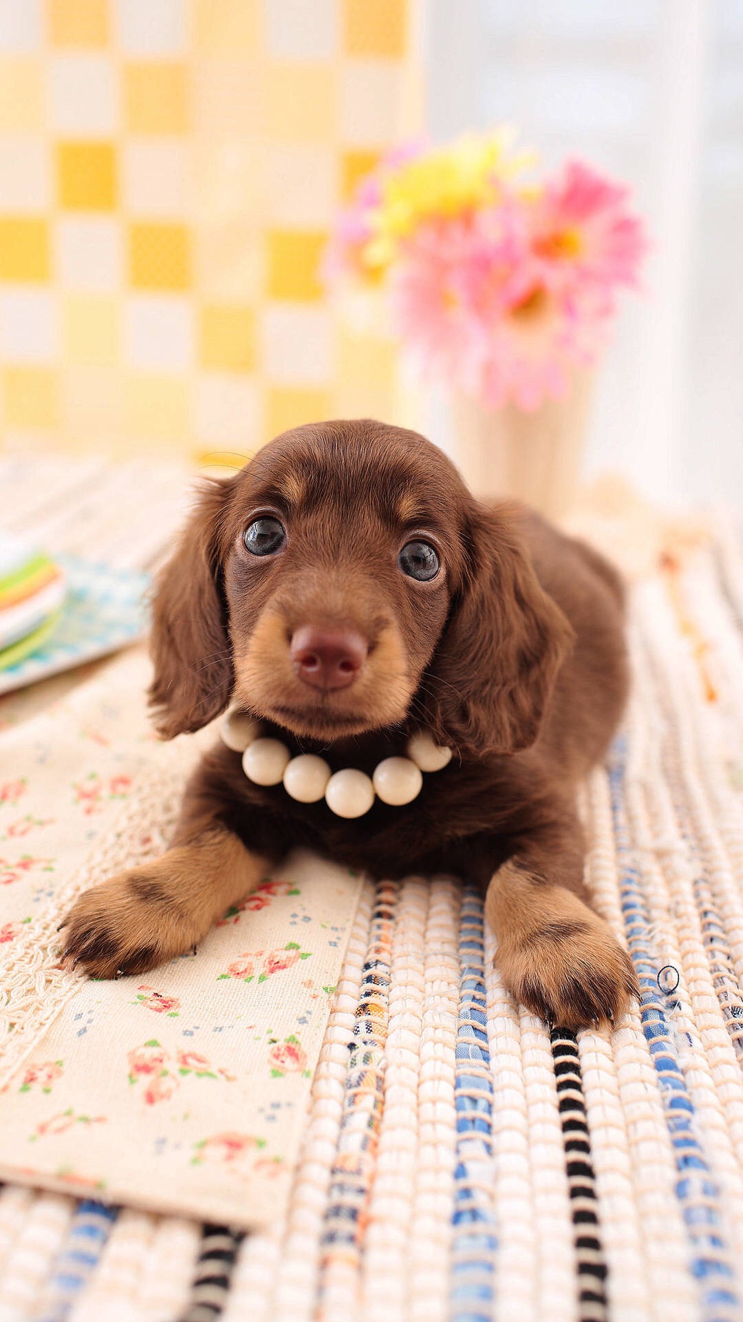 微博壁纸集-萌宠系列