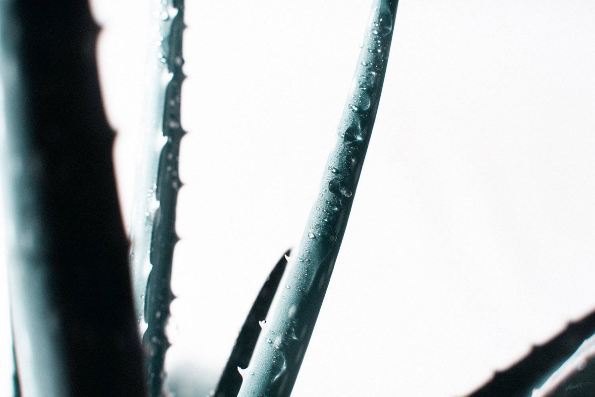 壁纸#薄荷绿#清新#细节之美.图源 微博@cnu_blank