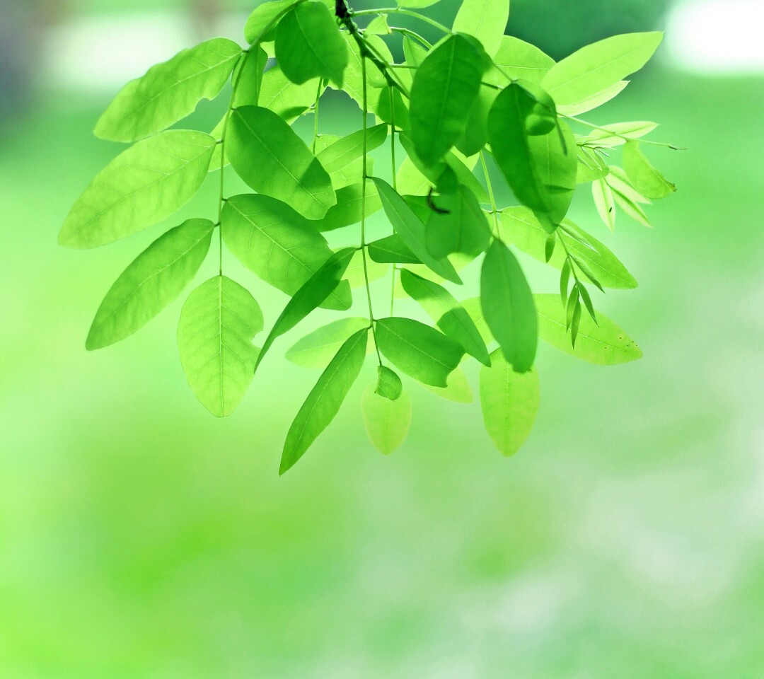 关注  壁纸 背景 景物