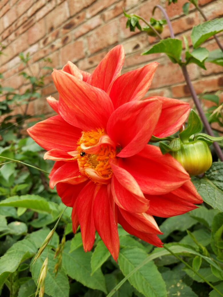 大丽花