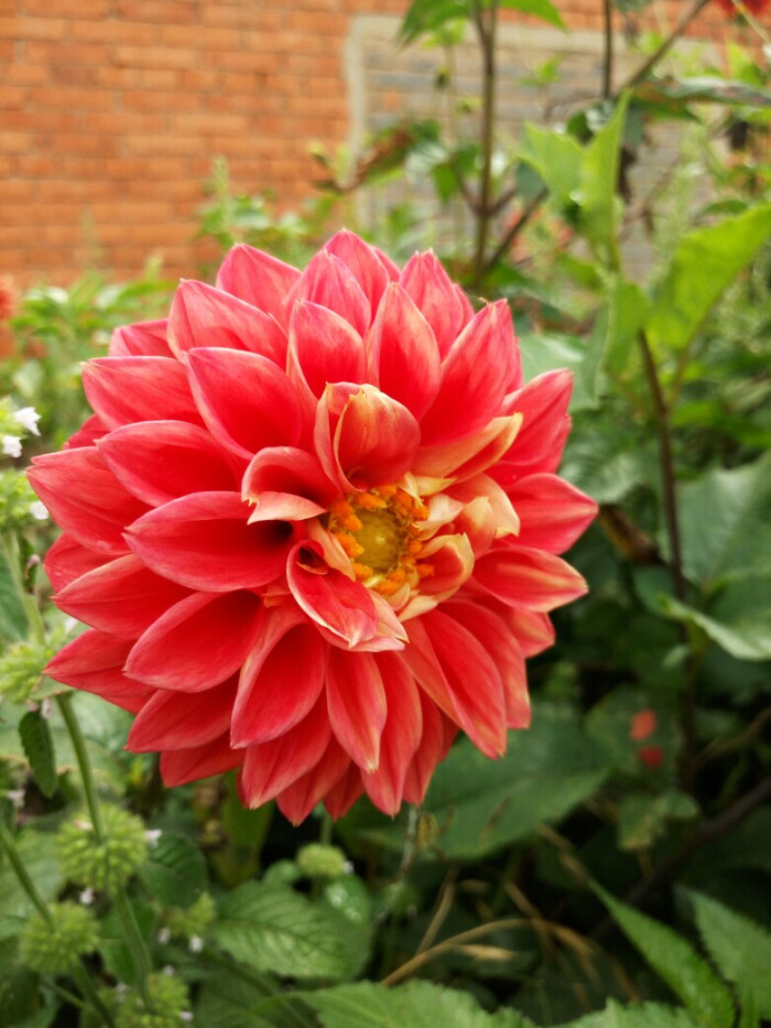 大丽花 