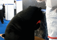 熊本熊 kumamon (人) 个人私藏表情包,侵删.