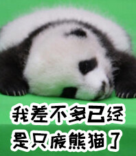 萌萌哒小熊猫表情,拿去用,不客气!-堆糖,美好明星包动作全集图片大表情图片