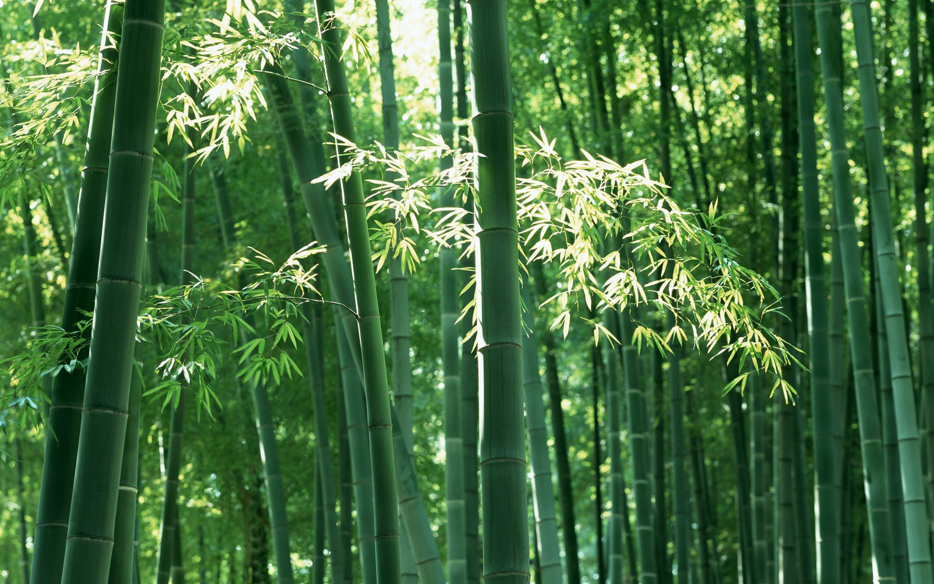 山水翠竹自然风景图片图片