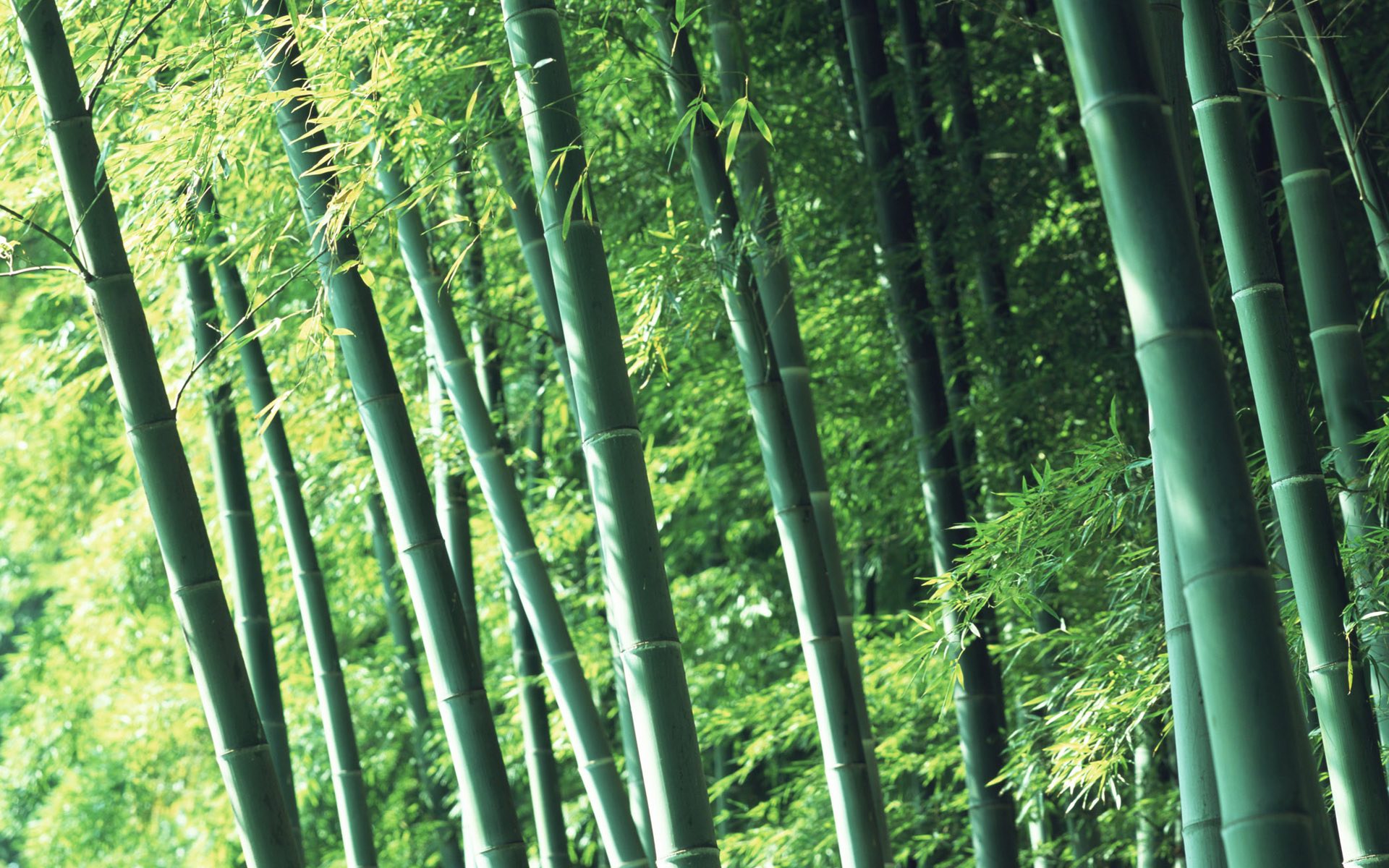 山水翠竹自然风景图片图片