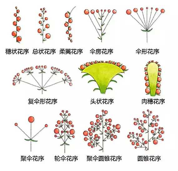 复伞状花序简图图片