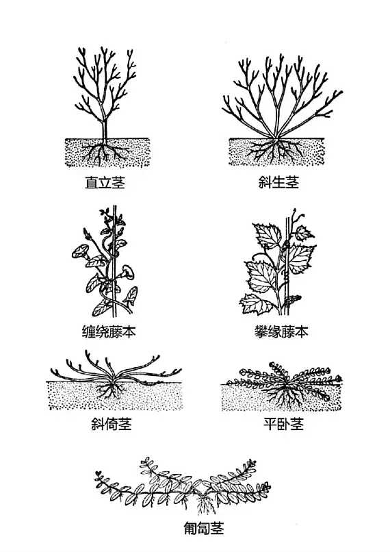 茎的基本结构简图图片