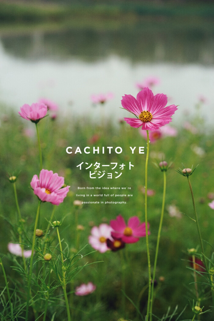 格桑花 