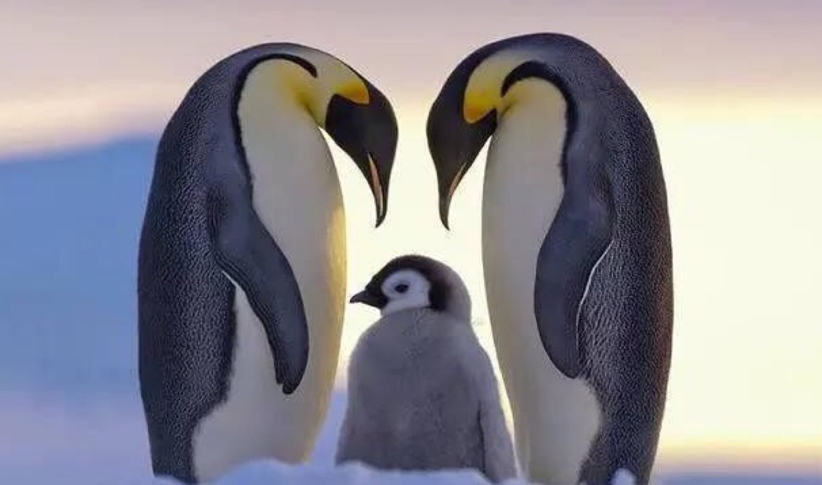 企鹅