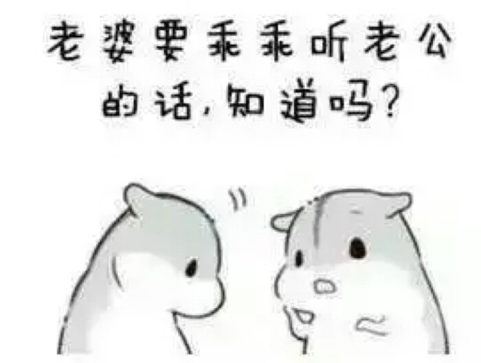 hamham 小仓鼠表情包