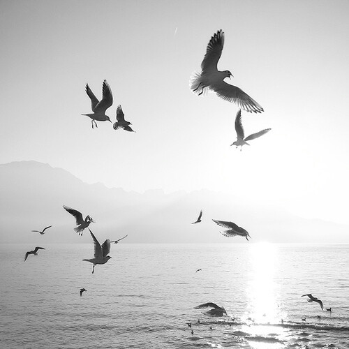 飞鸟·孤独是不会背叛的朋友