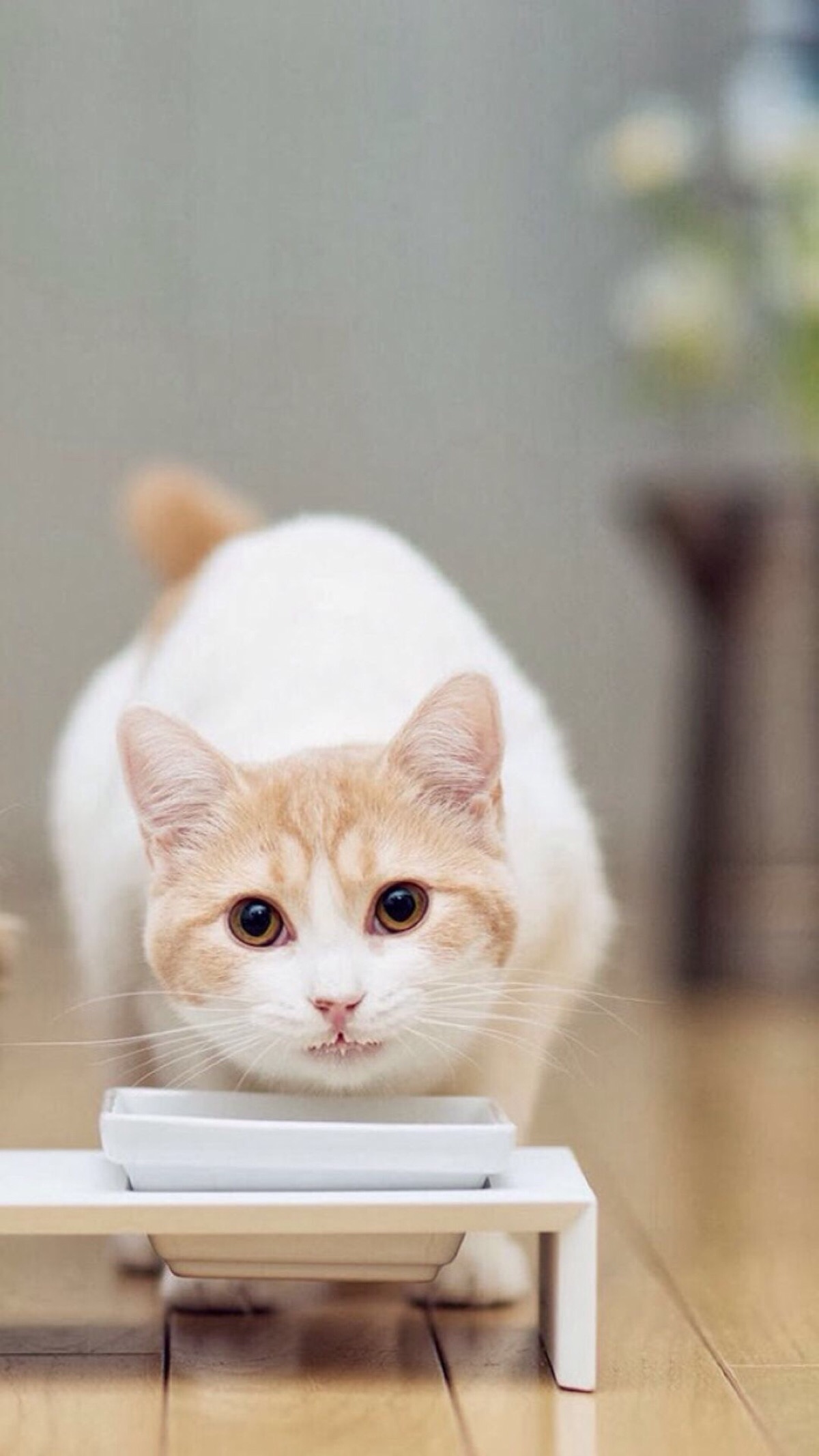 微博壁纸集-萌萌宠物系列手机壁纸★【新浪微博:高清无水印iphon让 