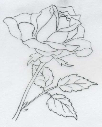 动漫玫瑰铅笔画图片