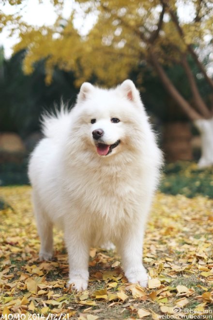 头像 萌宠 喵星人 汪星人 兔子 可爱 呆萌 搞怪 个性 猫咪 可爱 动物